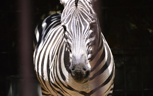 Fat Zebra  from Chrome web store to be run with OffiDocs Chromium online