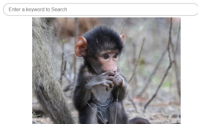 FavTabs Best Monkeys Baboons  from Chrome web store to be run with OffiDocs Chromium online