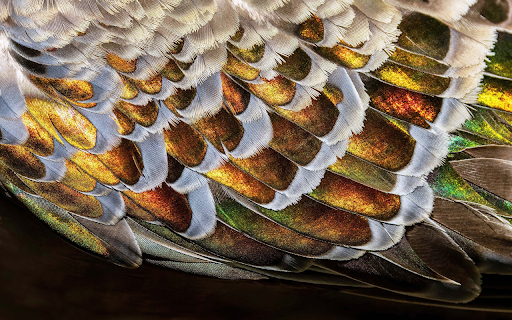 Feather fabric  from Chrome web store to be run with OffiDocs Chromium online