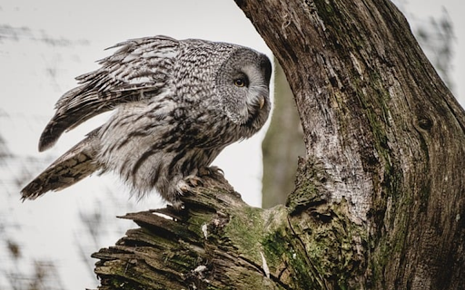 FEATHER OWL THEME  from Chrome web store to be run with OffiDocs Chromium online