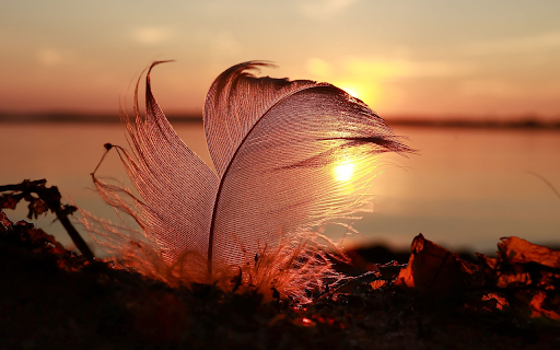 Feathers and sunsets  from Chrome web store to be run with OffiDocs Chromium online