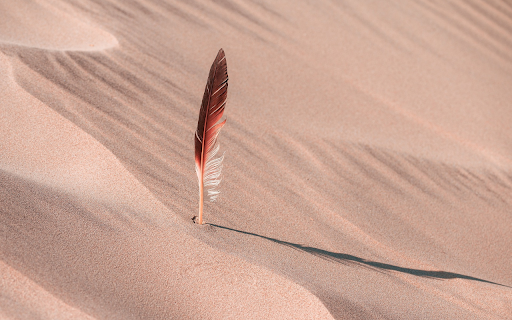 Feathers on the sand  from Chrome web store to be run with OffiDocs Chromium online