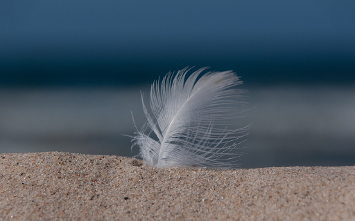 Feathers stuck in the sand  from Chrome web store to be run with OffiDocs Chromium online