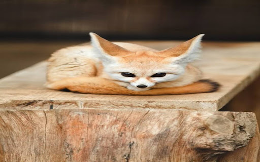 Fennec fox wallpaper  from Chrome web store to be run with OffiDocs Chromium online