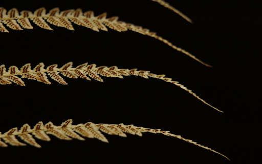 Fern branches  from Chrome web store to be run with OffiDocs Chromium online