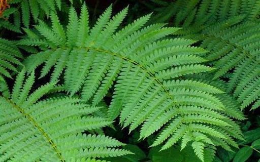 fern wallpaper  from Chrome web store to be run with OffiDocs Chromium online