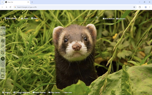 Ferret Wallpaper  from Chrome web store to be run with OffiDocs Chromium online