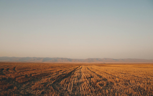 Field after harvest  from Chrome web store to be run with OffiDocs Chromium online