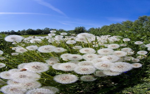 Field background full of dandelions  from Chrome web store to be run with OffiDocs Chromium online