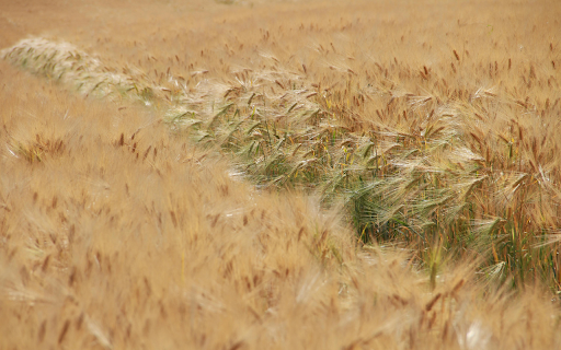 Field of Barley in Summer  from Chrome web store to be run with OffiDocs Chromium online