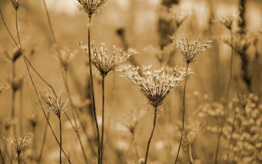 Field of dried flowers and grass  from Chrome web store to be run with OffiDocs Chromium online