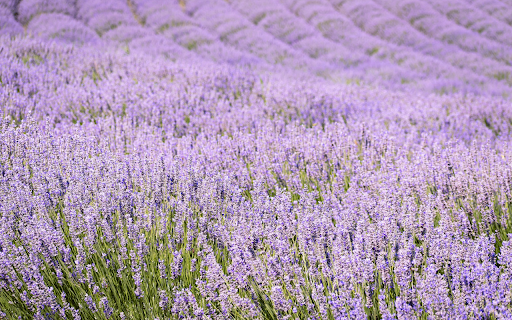 Field of fragrant flowers  from Chrome web store to be run with OffiDocs Chromium online