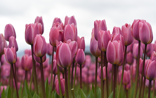 Field of purpleand pink tulips  from Chrome web store to be run with OffiDocs Chromium online