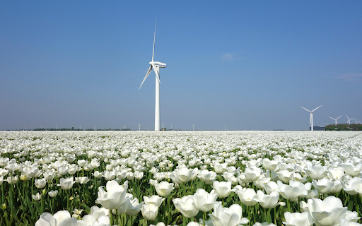 Field of white flowers  from Chrome web store to be run with OffiDocs Chromium online