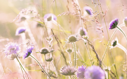 Field of wildflowers  from Chrome web store to be run with OffiDocs Chromium online