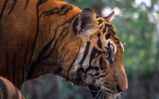 Fierce tiger  from Chrome web store to be run with OffiDocs Chromium online