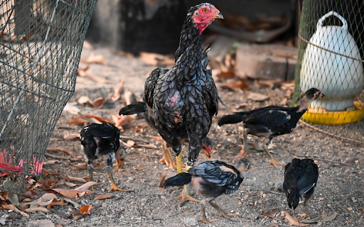 Fighting Chickens  from Chrome web store to be run with OffiDocs Chromium online