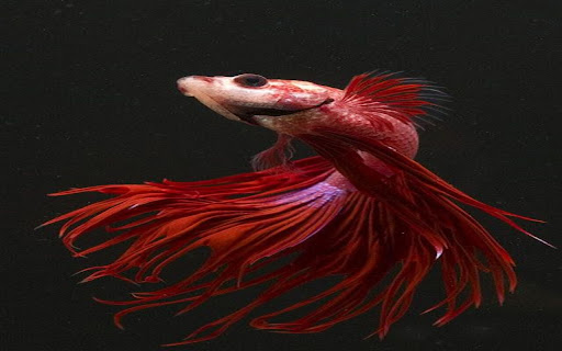 fighting fish wallpaper  from Chrome web store to be run with OffiDocs Chromium online