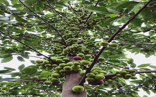 fig tree wallpaper  from Chrome web store to be run with OffiDocs Chromium online