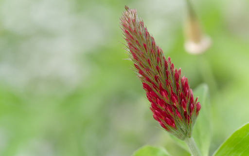 Finger Flower  from Chrome web store to be run with OffiDocs Chromium online