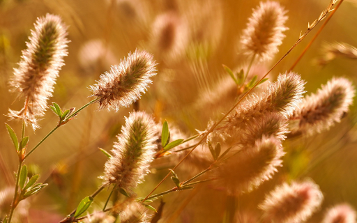 Finger flowers  from Chrome web store to be run with OffiDocs Chromium online