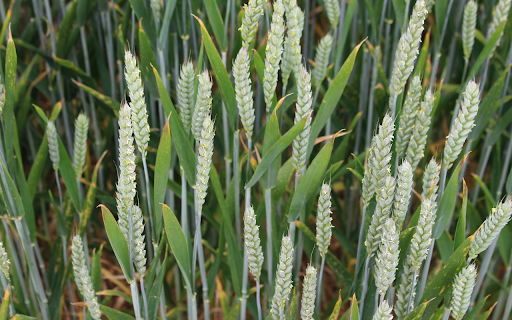 Finger grass flowers  from Chrome web store to be run with OffiDocs Chromium online