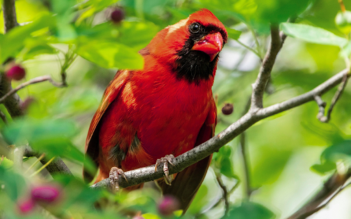 Firebird on a tree branch  from Chrome web store to be run with OffiDocs Chromium online