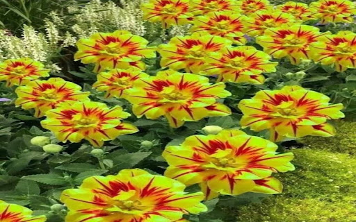 fire tulip wallpaper  from Chrome web store to be run with OffiDocs Chromium online