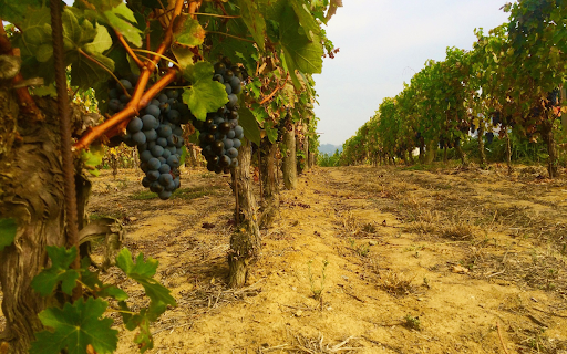 First grapes of the season  from Chrome web store to be run with OffiDocs Chromium online