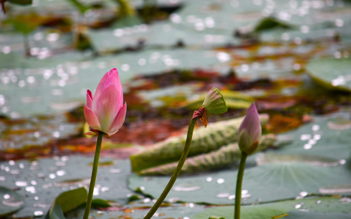 first lotus of the season  from Chrome web store to be run with OffiDocs Chromium online