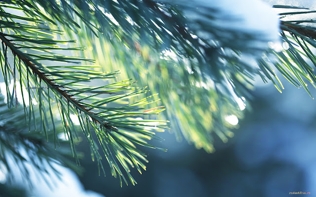 Fir tree  from Chrome web store to be run with OffiDocs Chromium online