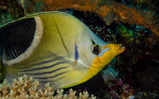 Fish and pointed lips  from Chrome web store to be run with OffiDocs Chromium online
