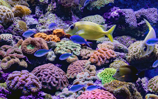 Fish at the bottom of the ocean  from Chrome web store to be run with OffiDocs Chromium online