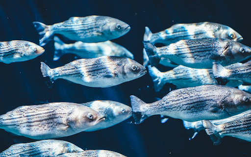 Fish swimming  from Chrome web store to be run with OffiDocs Chromium online