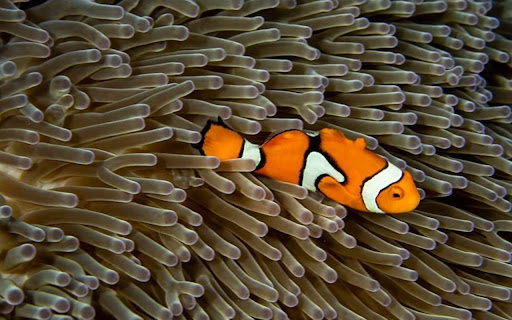 FISH Theme  from Chrome web store to be run with OffiDocs Chromium online