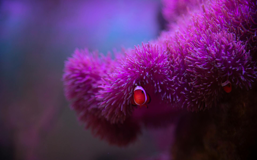 Fish under the coral  from Chrome web store to be run with OffiDocs Chromium online