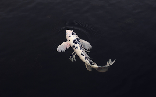 Fish watch the scene  from Chrome web store to be run with OffiDocs Chromium online