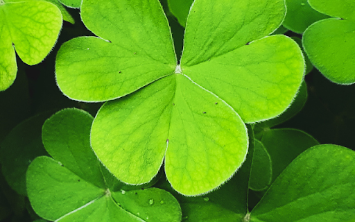 Five Leaf Clover Theme  from Chrome web store to be run with OffiDocs Chromium online