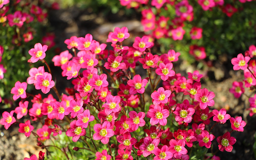 Five petaled flower  from Chrome web store to be run with OffiDocs Chromium online