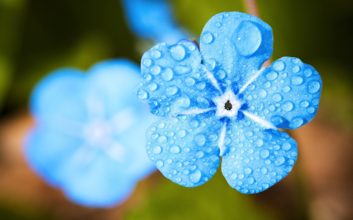 Five petaled green flower  from Chrome web store to be run with OffiDocs Chromium online