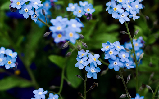 Five petaled green flowers  from Chrome web store to be run with OffiDocs Chromium online