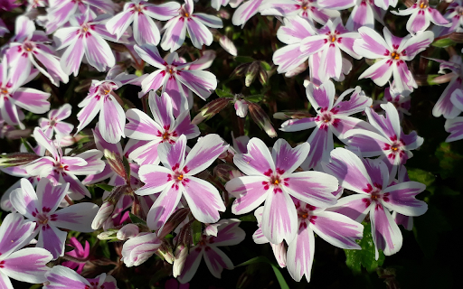 Five petal flower  from Chrome web store to be run with OffiDocs Chromium online