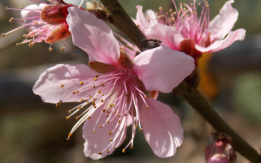 Five petal peach blossom  from Chrome web store to be run with OffiDocs Chromium online