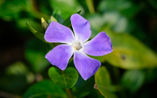Five petal purple flower  from Chrome web store to be run with OffiDocs Chromium online