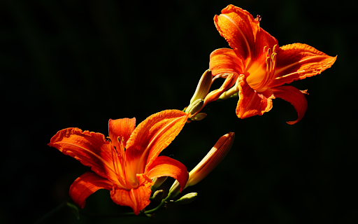 Flaming Lily  from Chrome web store to be run with OffiDocs Chromium online