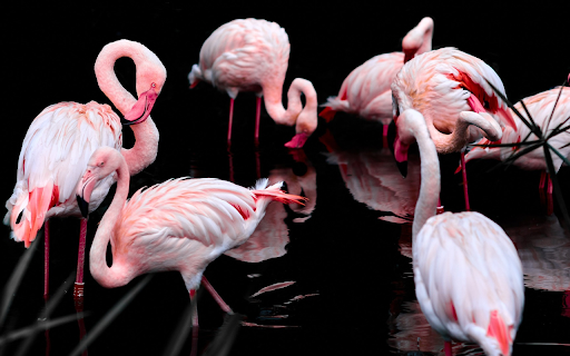 Flamingo flock  from Chrome web store to be run with OffiDocs Chromium online