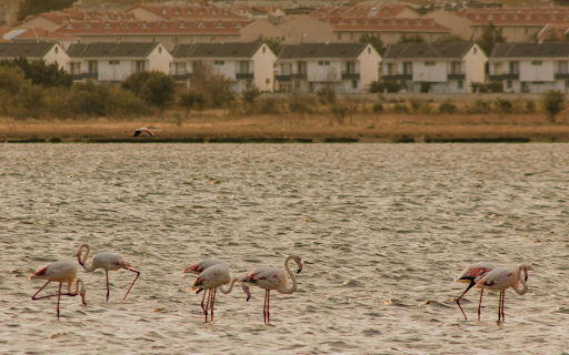 Flamingos Wading in a Body of Water  from Chrome web store to be run with OffiDocs Chromium online