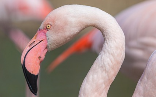 FLAMINGO Theme  from Chrome web store to be run with OffiDocs Chromium online