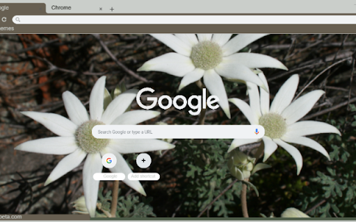 Flannel Flower  from Chrome web store to be run with OffiDocs Chromium online