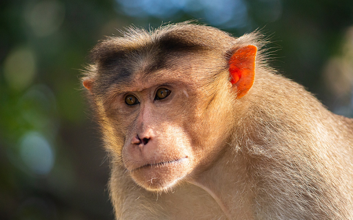 Flat headed Monkey  from Chrome web store to be run with OffiDocs Chromium online